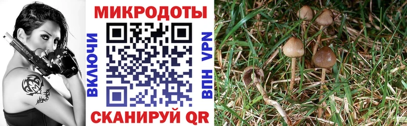 Псилоцибиновые грибы Psilocybe  что такое наркотик  это клад  Нижнекамск 